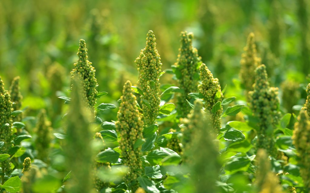 Picture by Adam Fradgley Quinoa crop growing in the Shropshire fields of the British Quinoa Company
