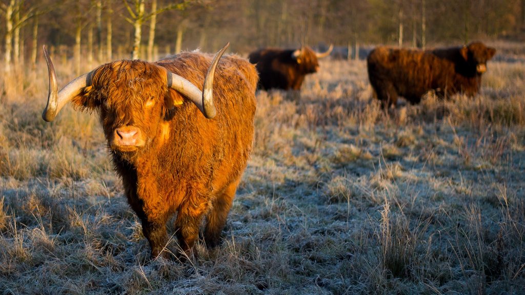 Highland cows get new home on nature reserve - Farmers Guide