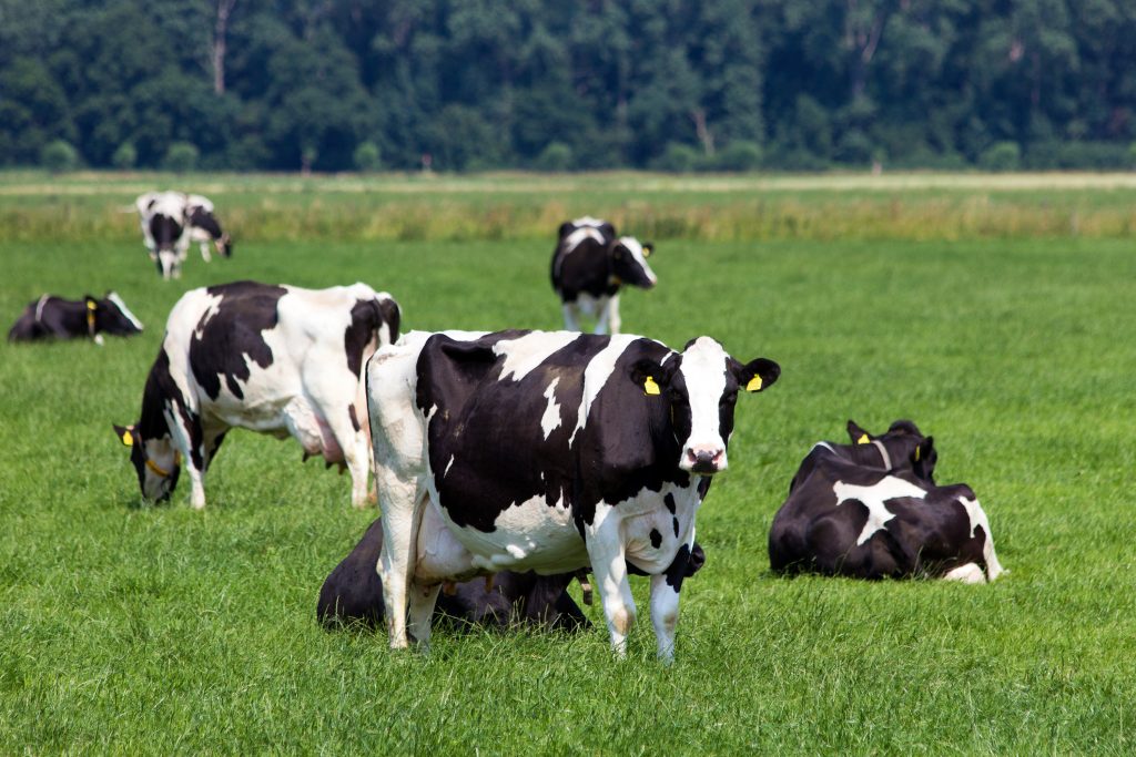 Cows at grass