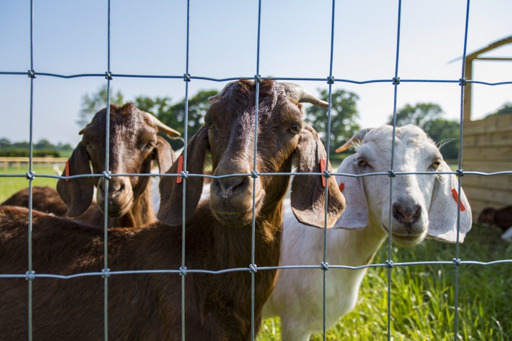 Suffolk farmers launch rural goat experience 
