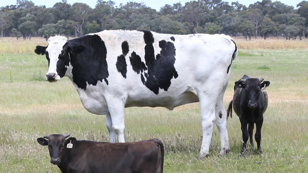 steer, holstein, cow, giant steer, giant cow, knickers, australian farming