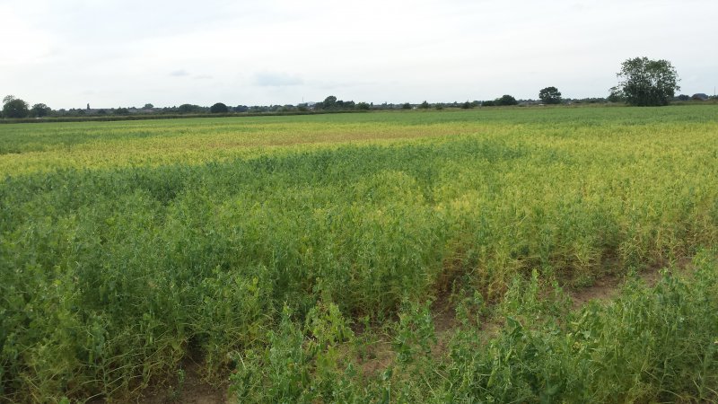 PGRO Picture 1 Foot rot pea field