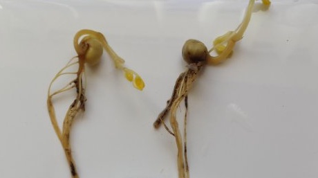 PGRO Picture 2 Aphanomyces