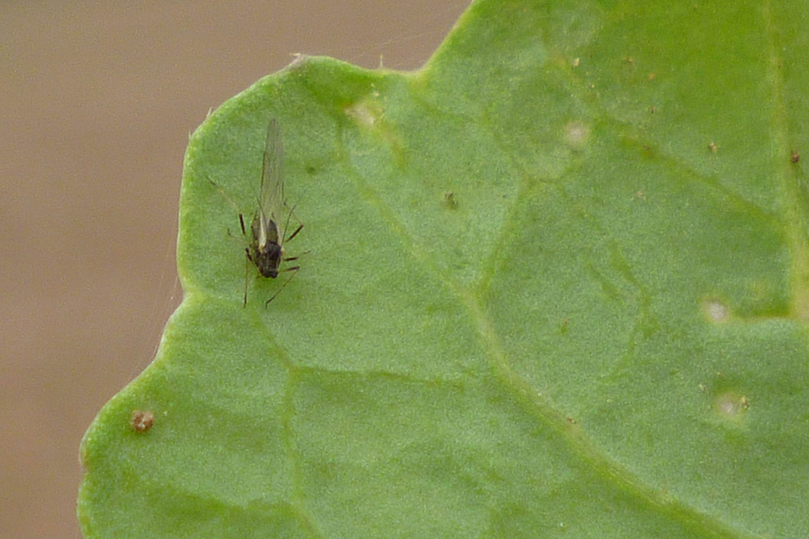 peach-potato-aphid-copy