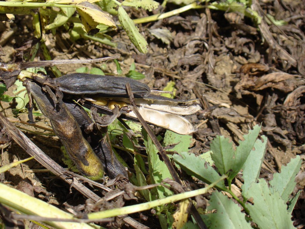 Pod-shatter losses in field beans (mid-res)