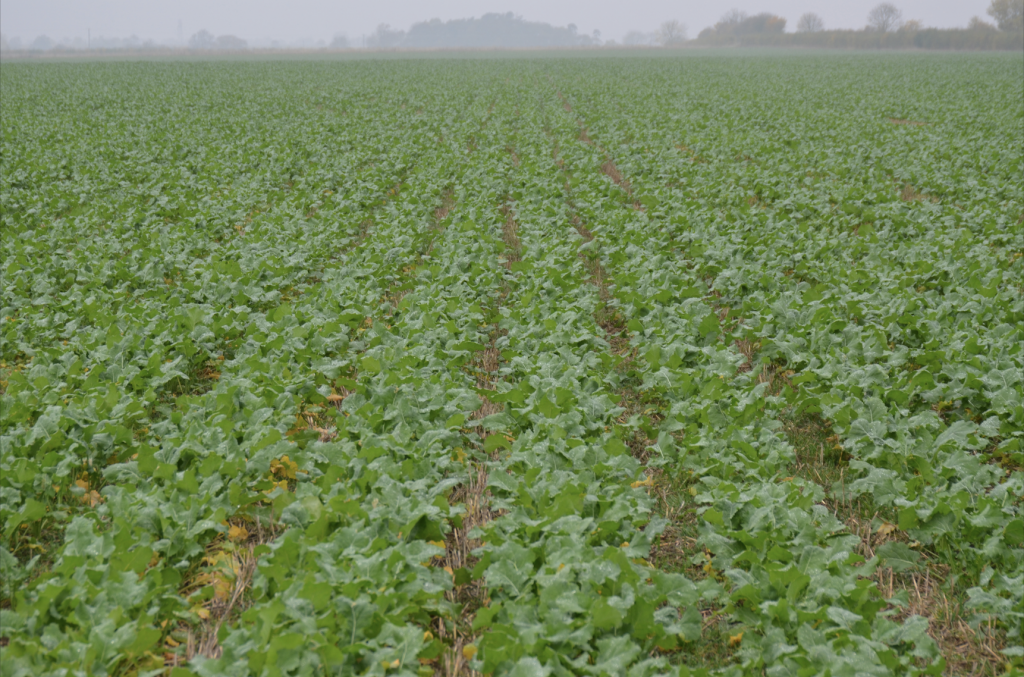 Oilseed rape