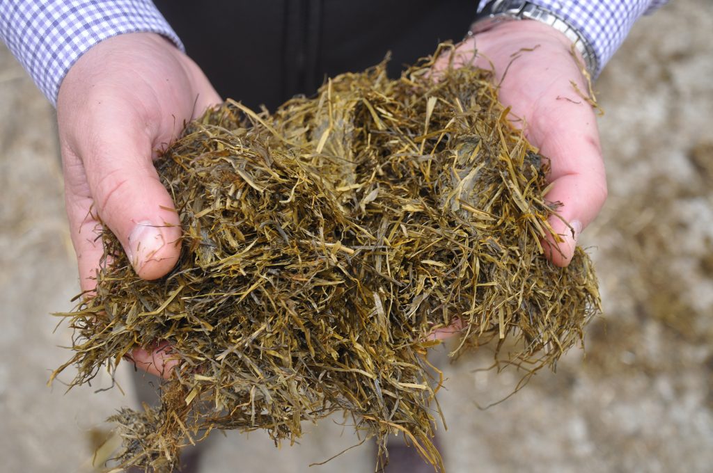 Silage in hands image