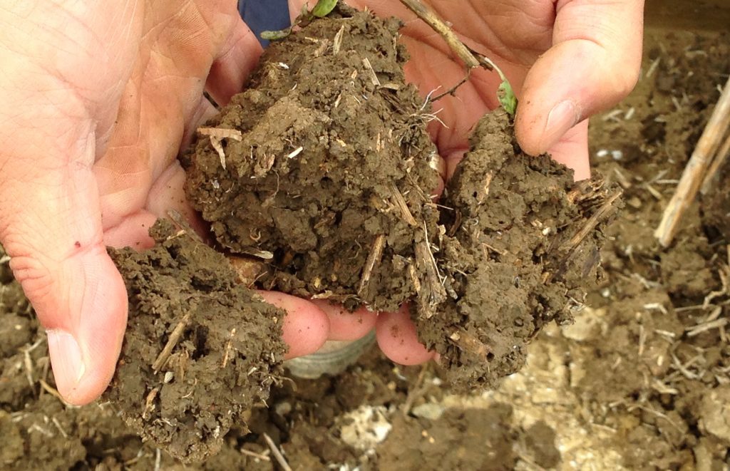 Soil in hand copy