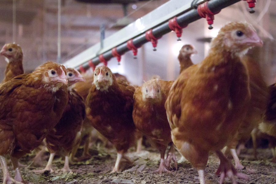 Sustainable Livestock Production Antibiotic Stewardship And Alternative
Solutions