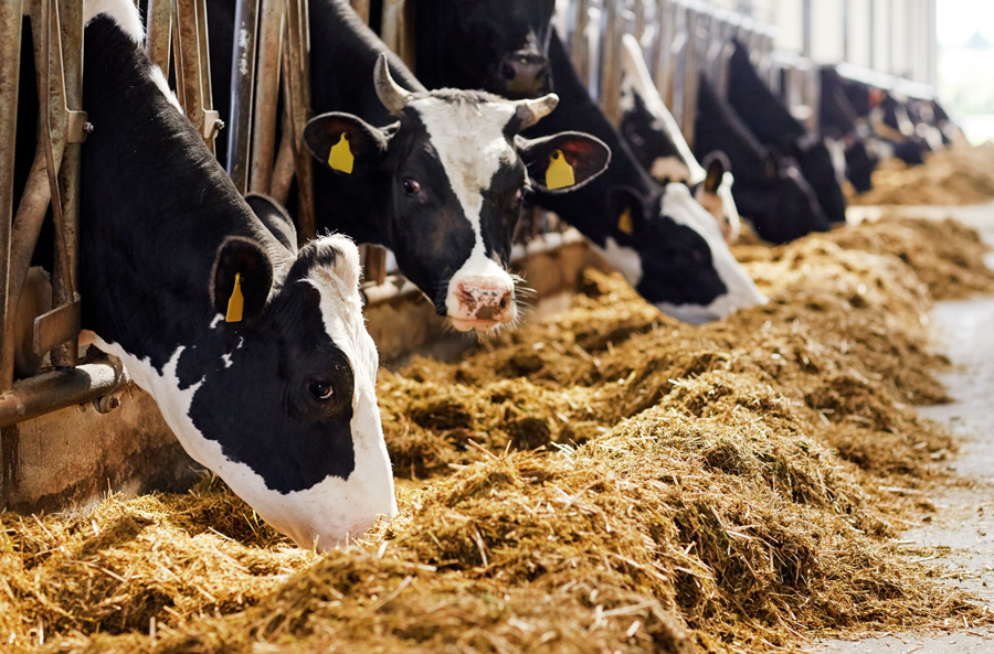 Live yeast supplement 'could help maximise the transition period' - Farmers Guide Live yeast supplement 'could help maximise the transition period' - Farmers Guide