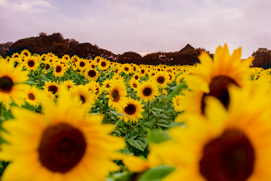 Sunflower Field Opening Raises Thousands For Cornish Mental Health Unit Farmers Guide