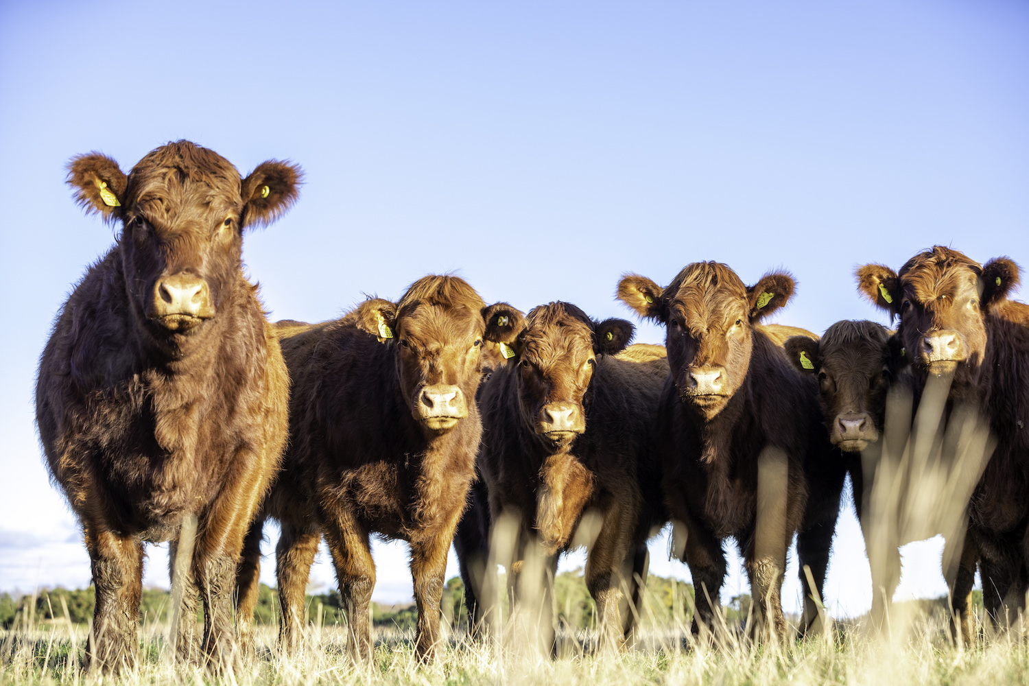 Scottish farm launches its first online cattle sale Farmers Guide