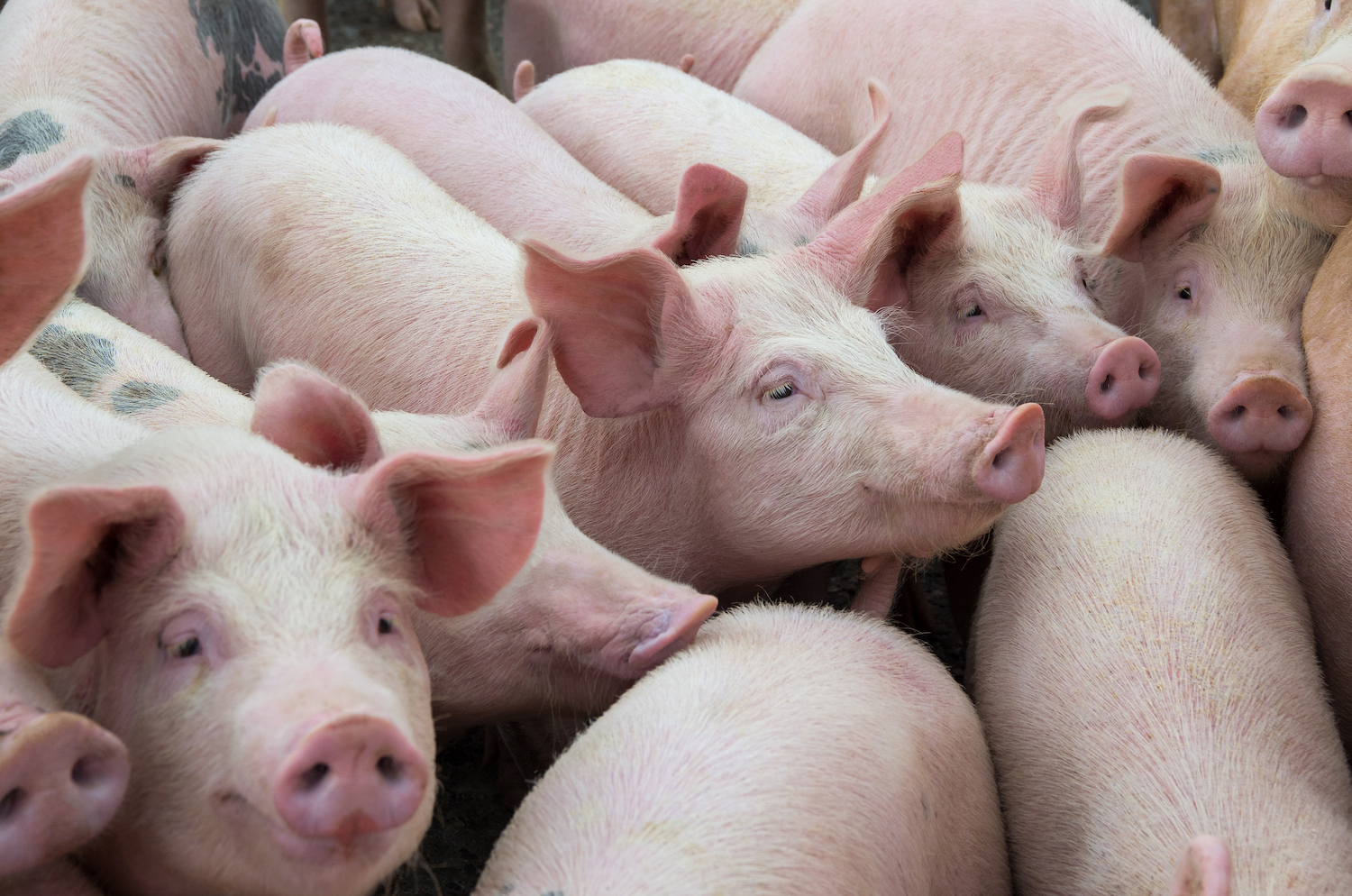 Finished pig prices down as carcase weights reach record high Farmers Guide