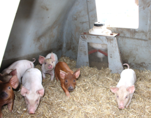 Piglets vaccinated in farrowing hut british pig farming 
