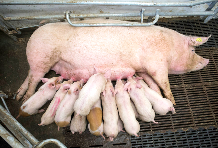 Weaning piglets new innovations in pig sector british farming