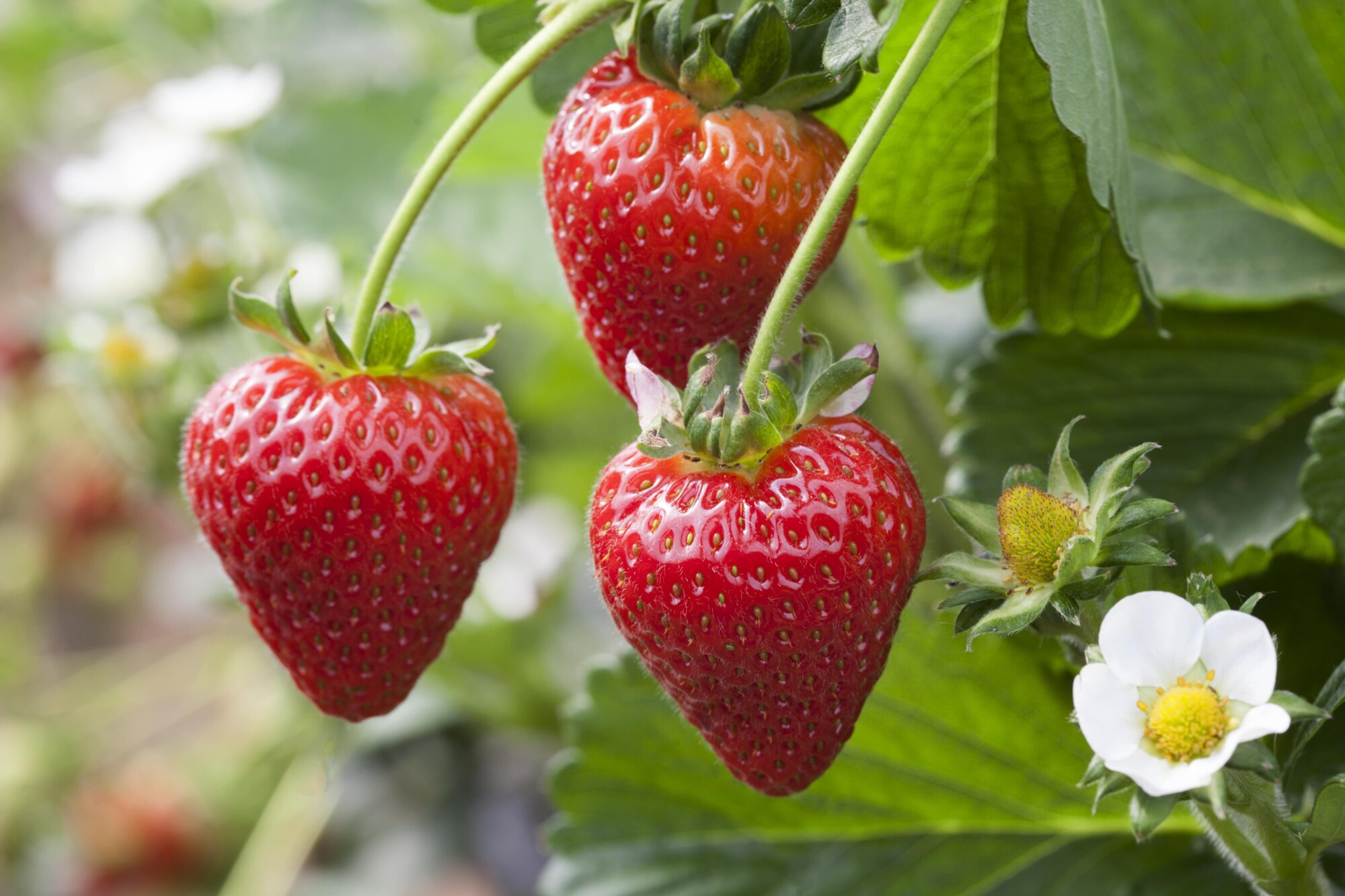 AVA Berries, Strawberry british farmed 