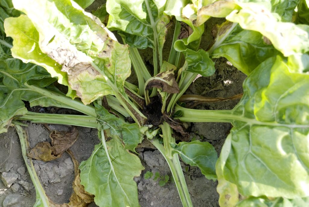 Getting the most from your sugar beet crop Farmers Guide