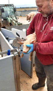 vaccinating piglets british pig farming new technology 