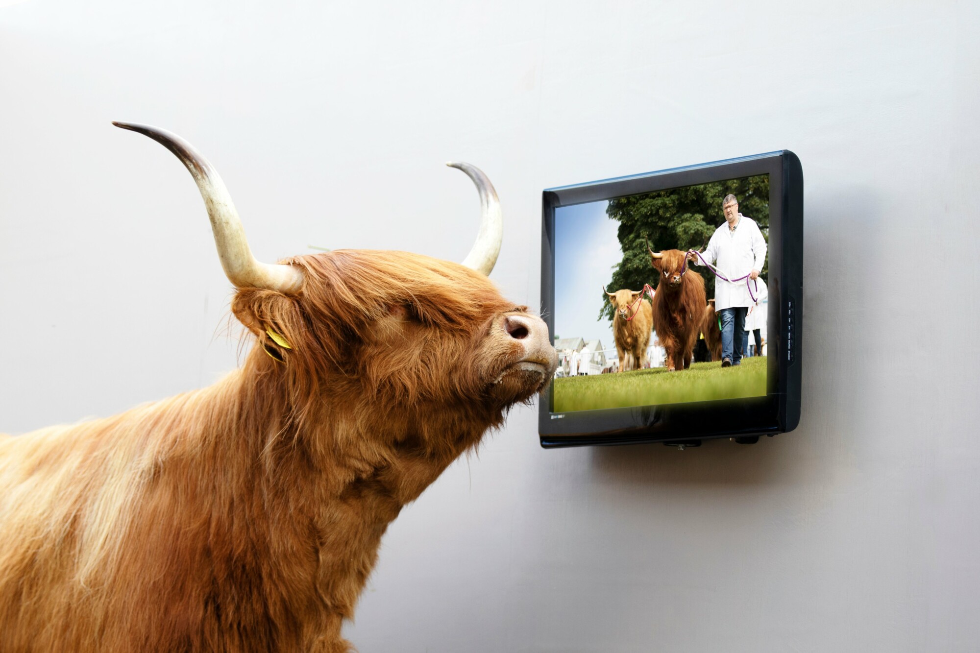 Brown cow with horns looking at a TV screen with cows being led by a farmer
