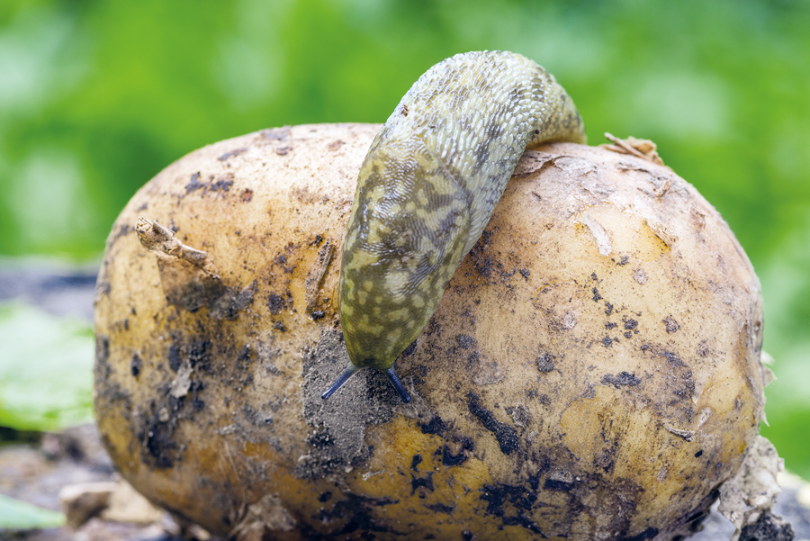 Slug control in potatoes 