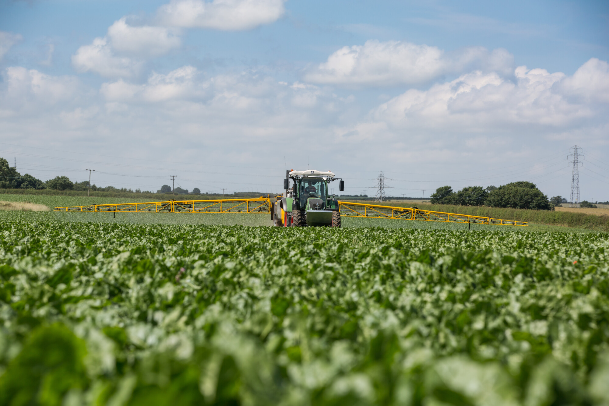 Sugar beet crops