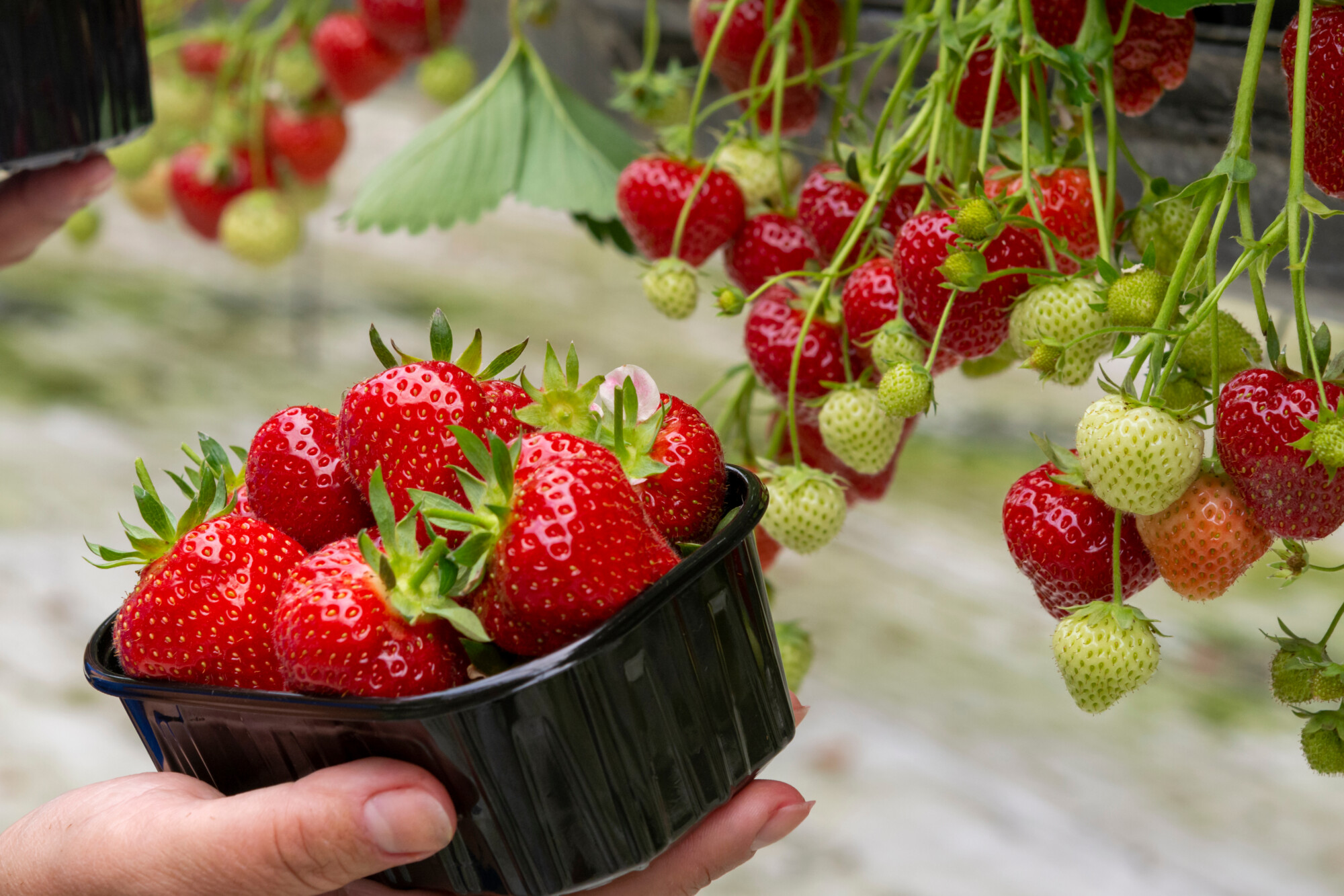 Strawberry crop expected to be bigger, better and juicier this year
