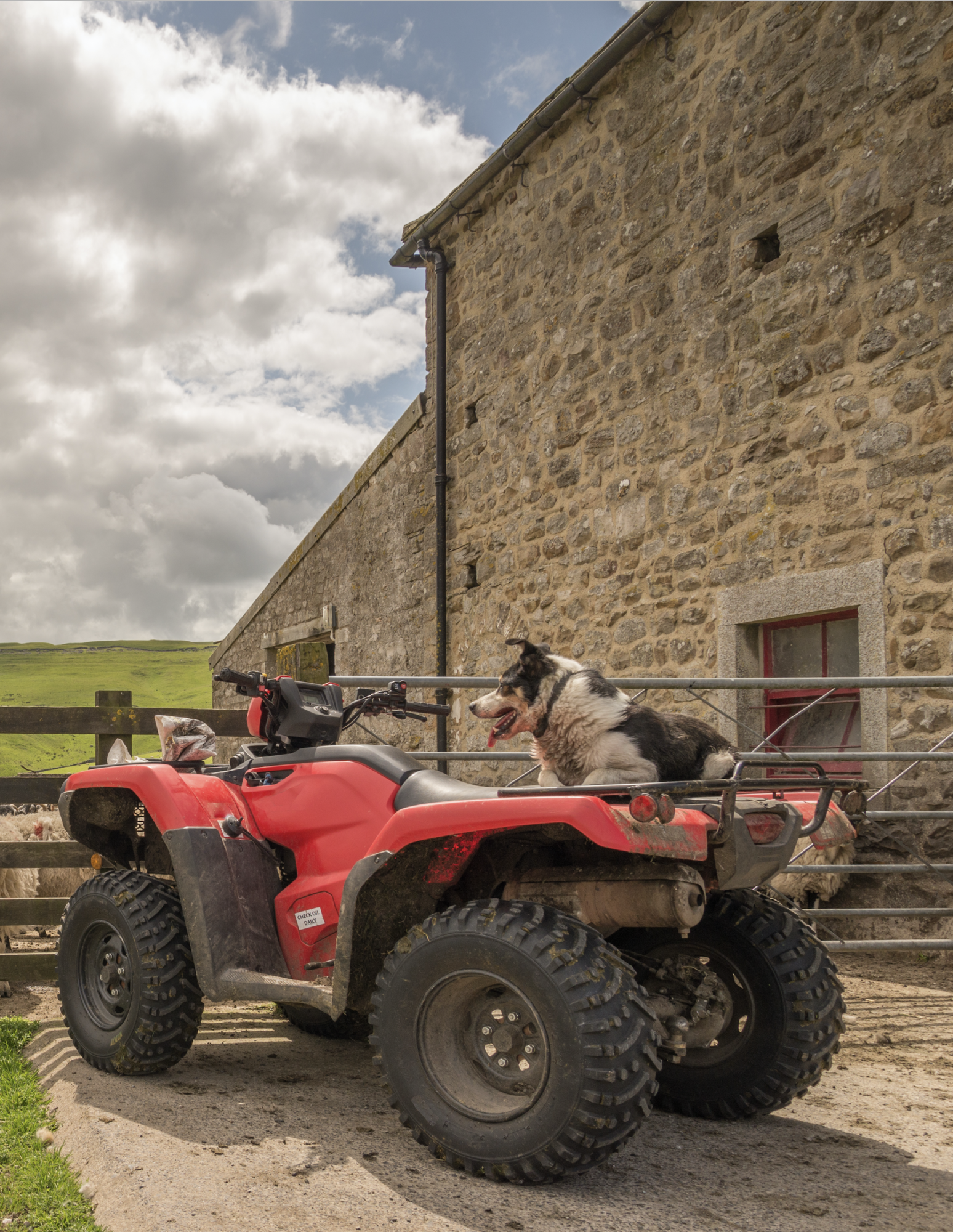 Farming dog. UK dog thefts