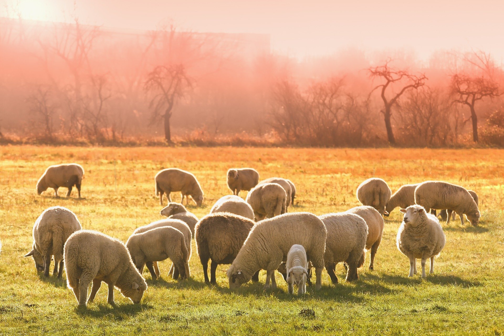 sheep grazing in a field at sunset