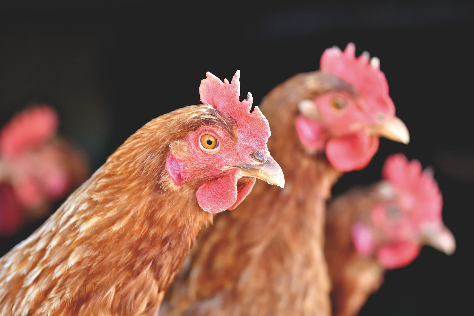 Portrait image of three hens/chickens - poultry farming. 