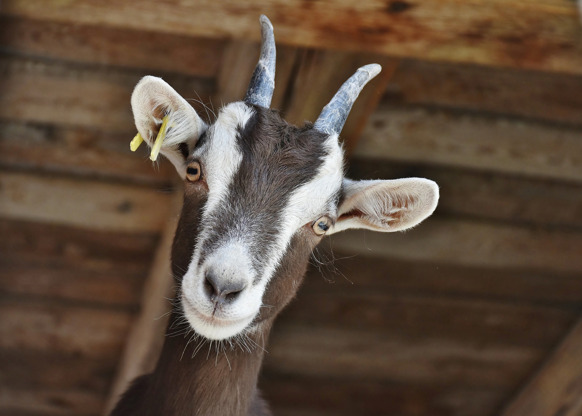 close up of a brown and white goat in a barn