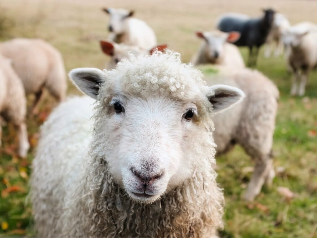 Livestock - sheep in a field.