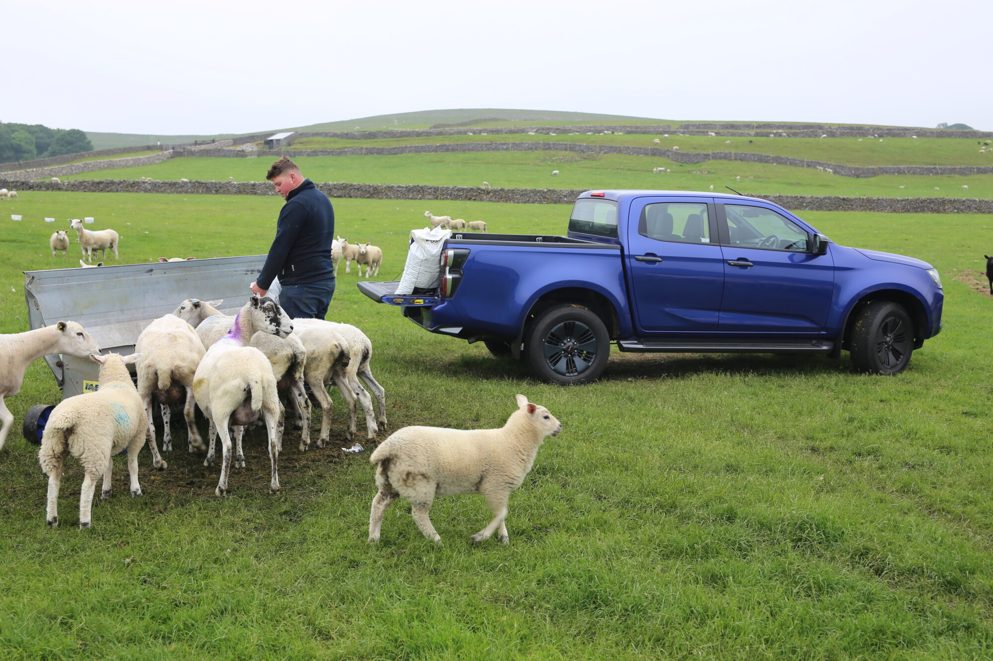 A farmer with sheep in his field with a blue Isuzu pick-up