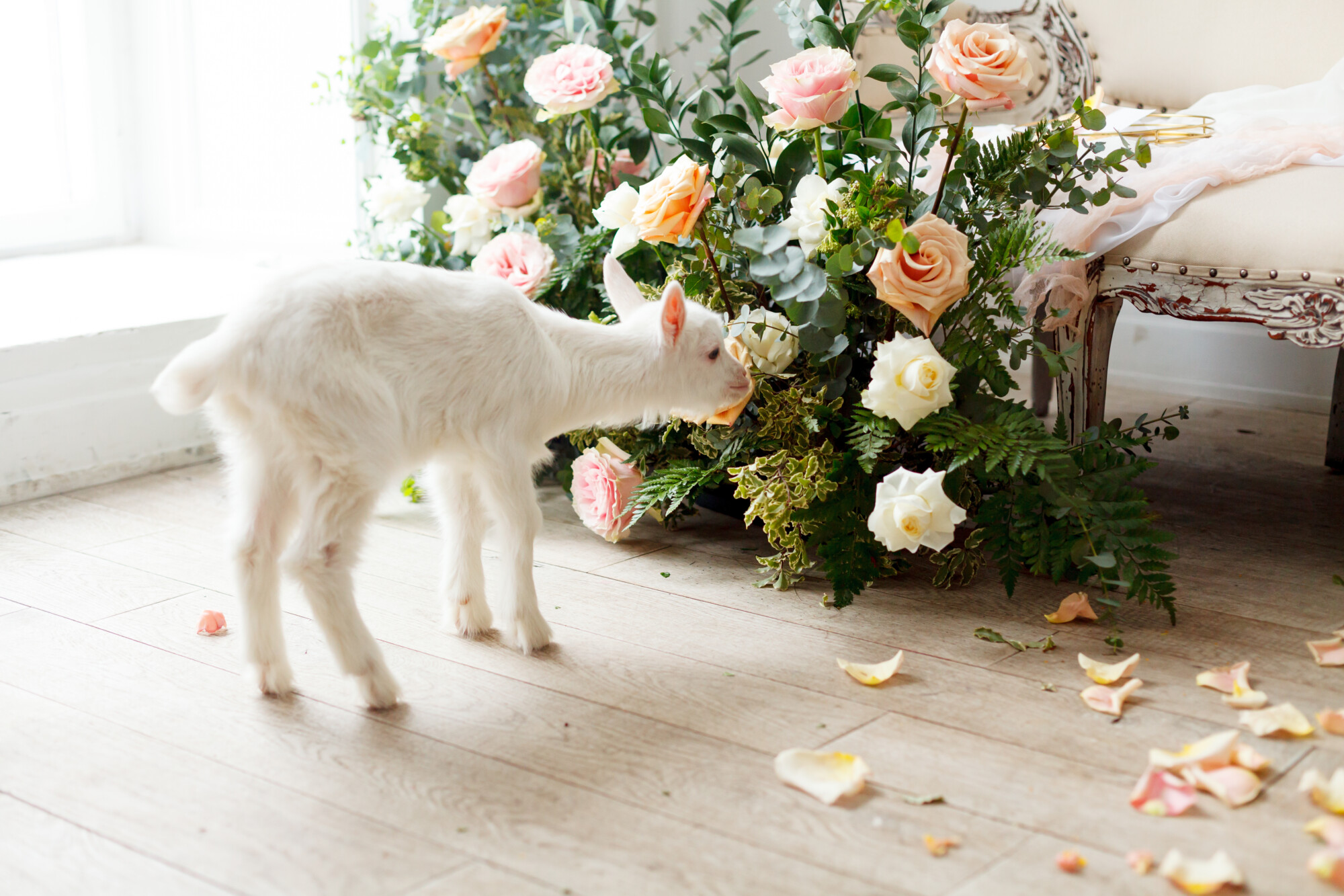 white baby goat sniffing wedding flowers with rose petals on the floor.