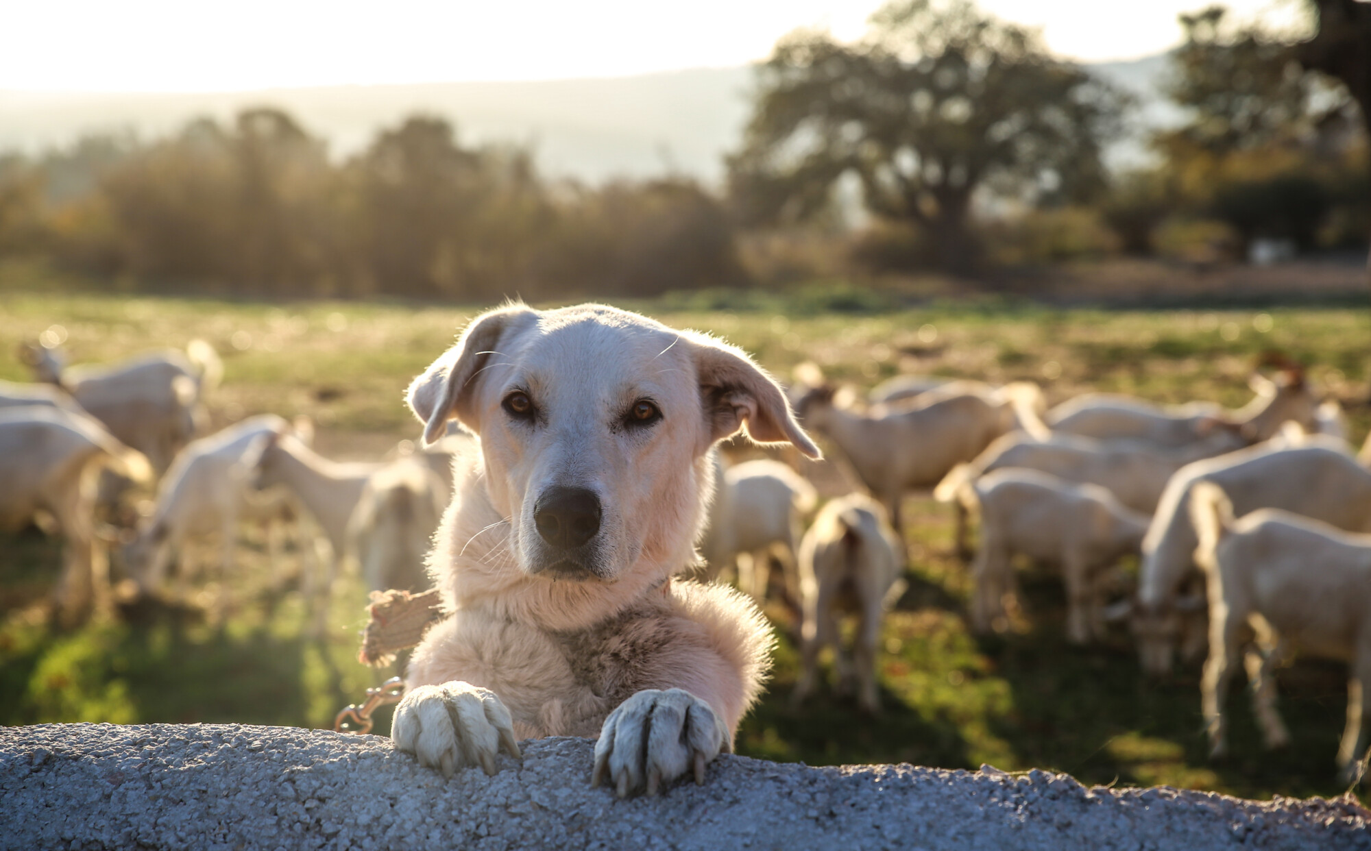 Dog in sheep field - dog thefts uk