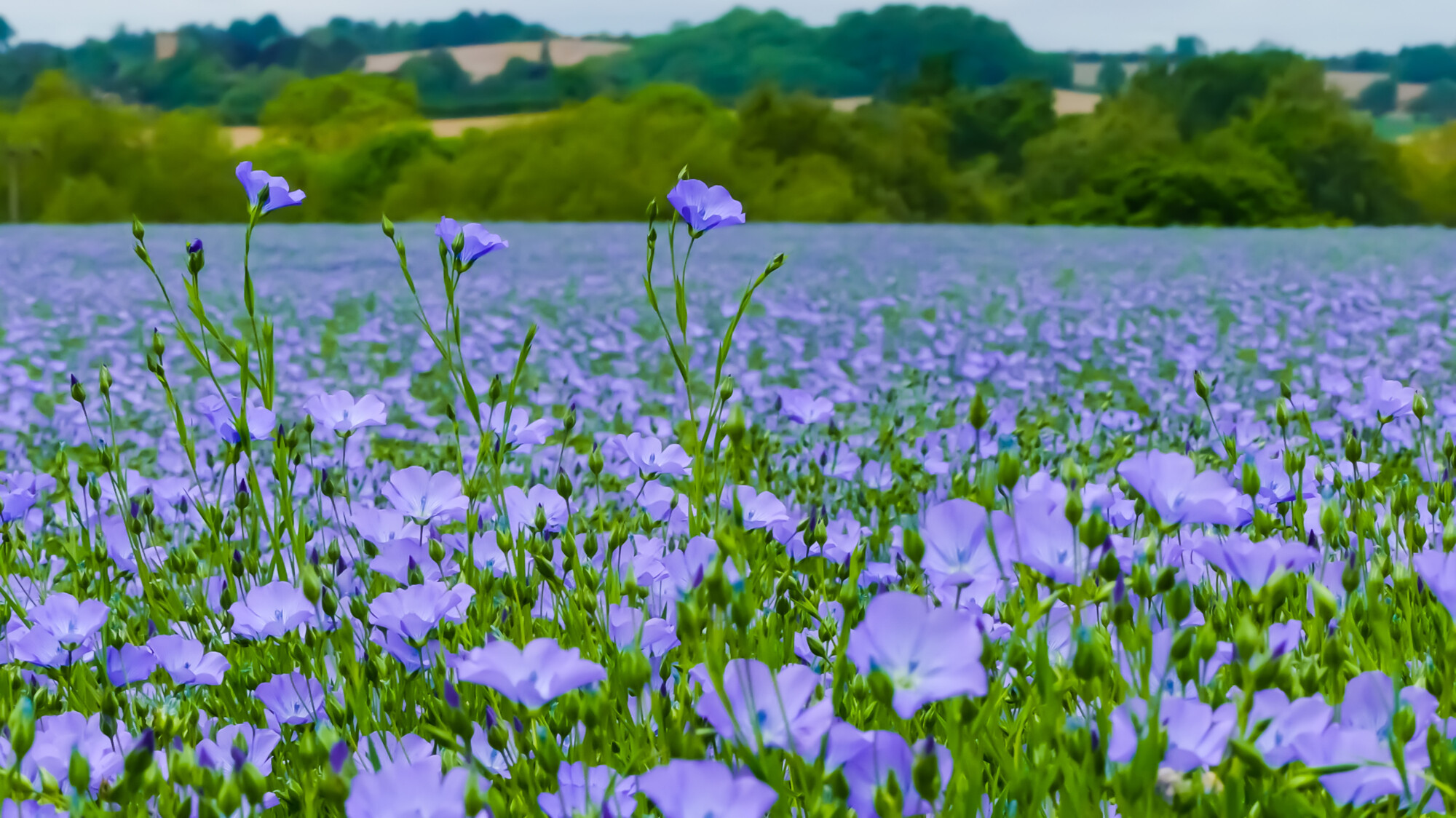 Peaceful field 