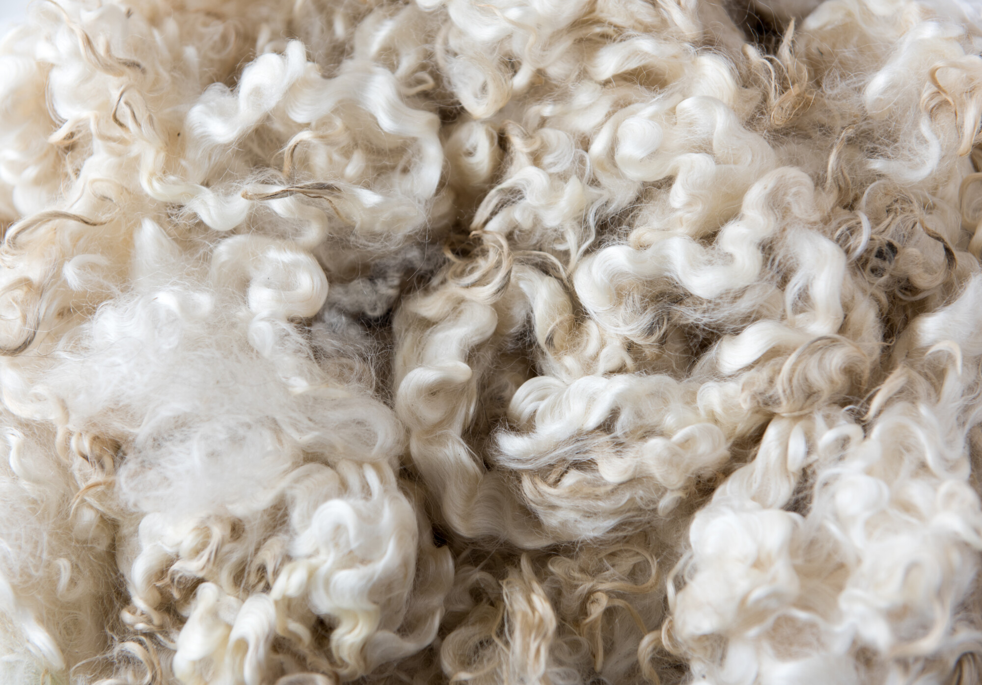 close up of sheep wool for selling
