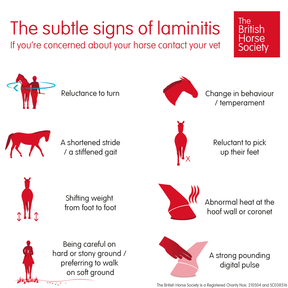 laminitis infographic