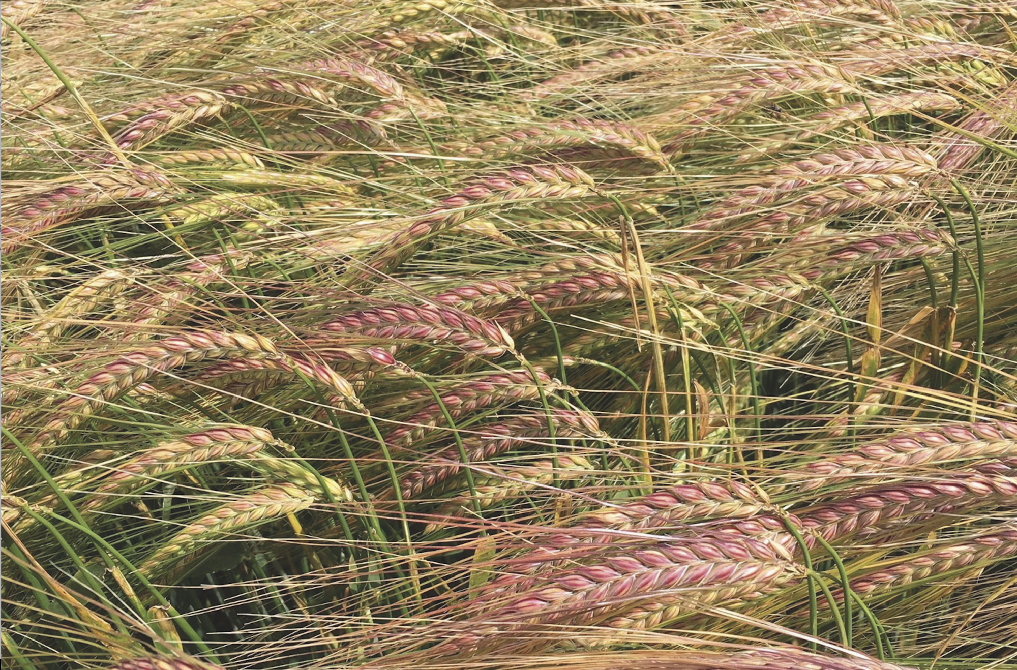 Bordeaux winter barley 