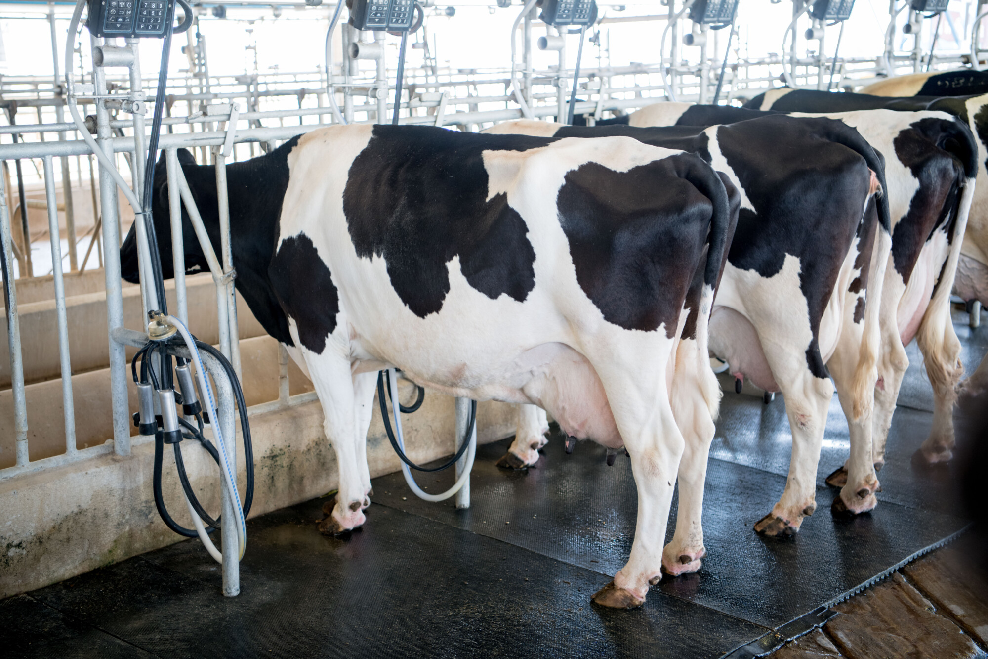 Milking cows