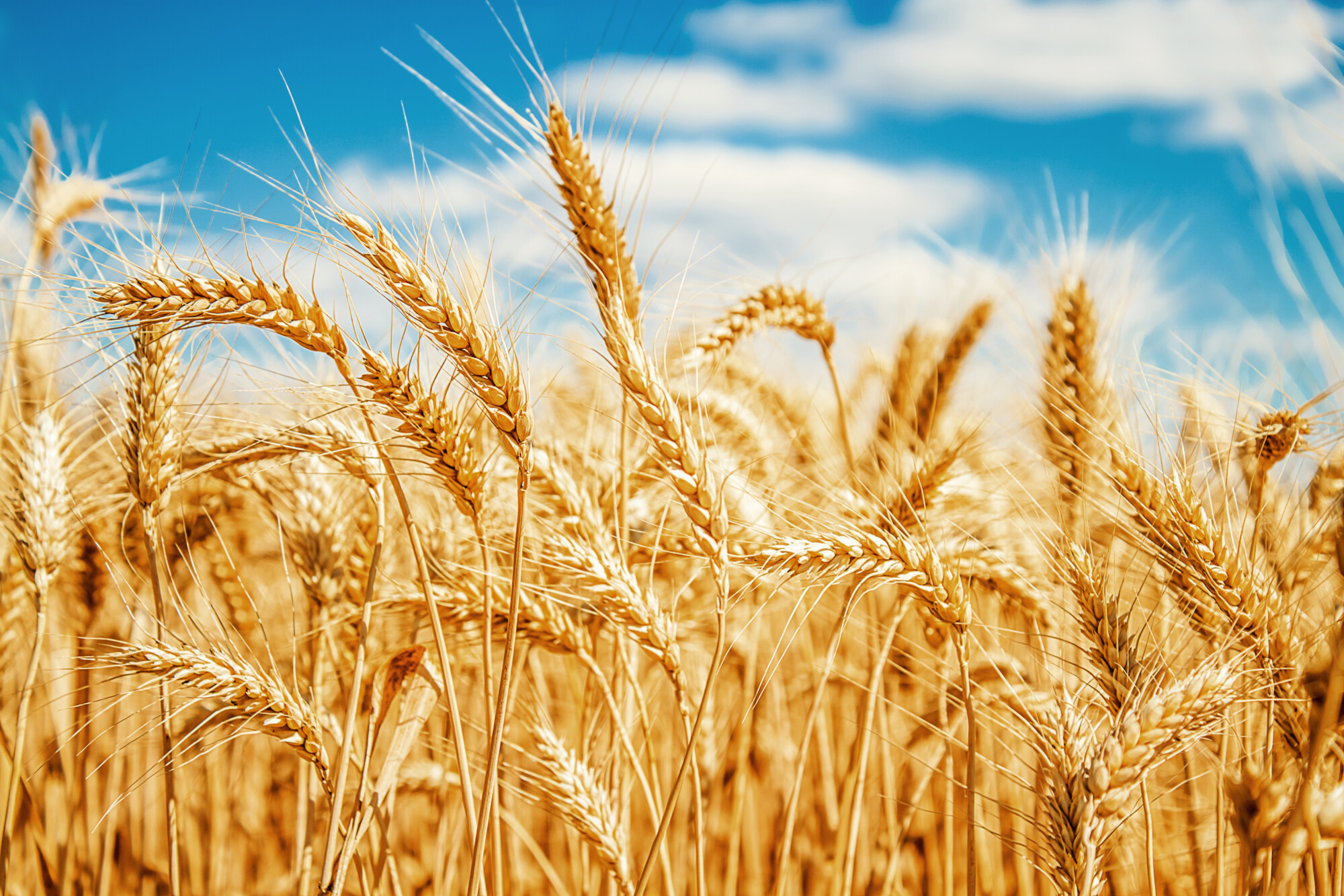 wheat field crop yields