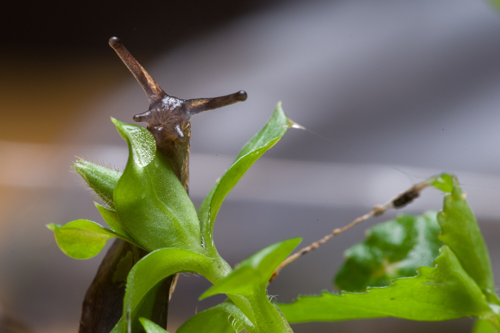 Slug control - close-up of slug on leaf. 