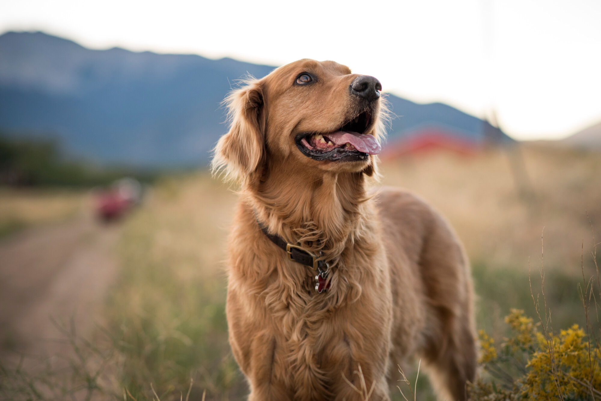 Dog countryside 