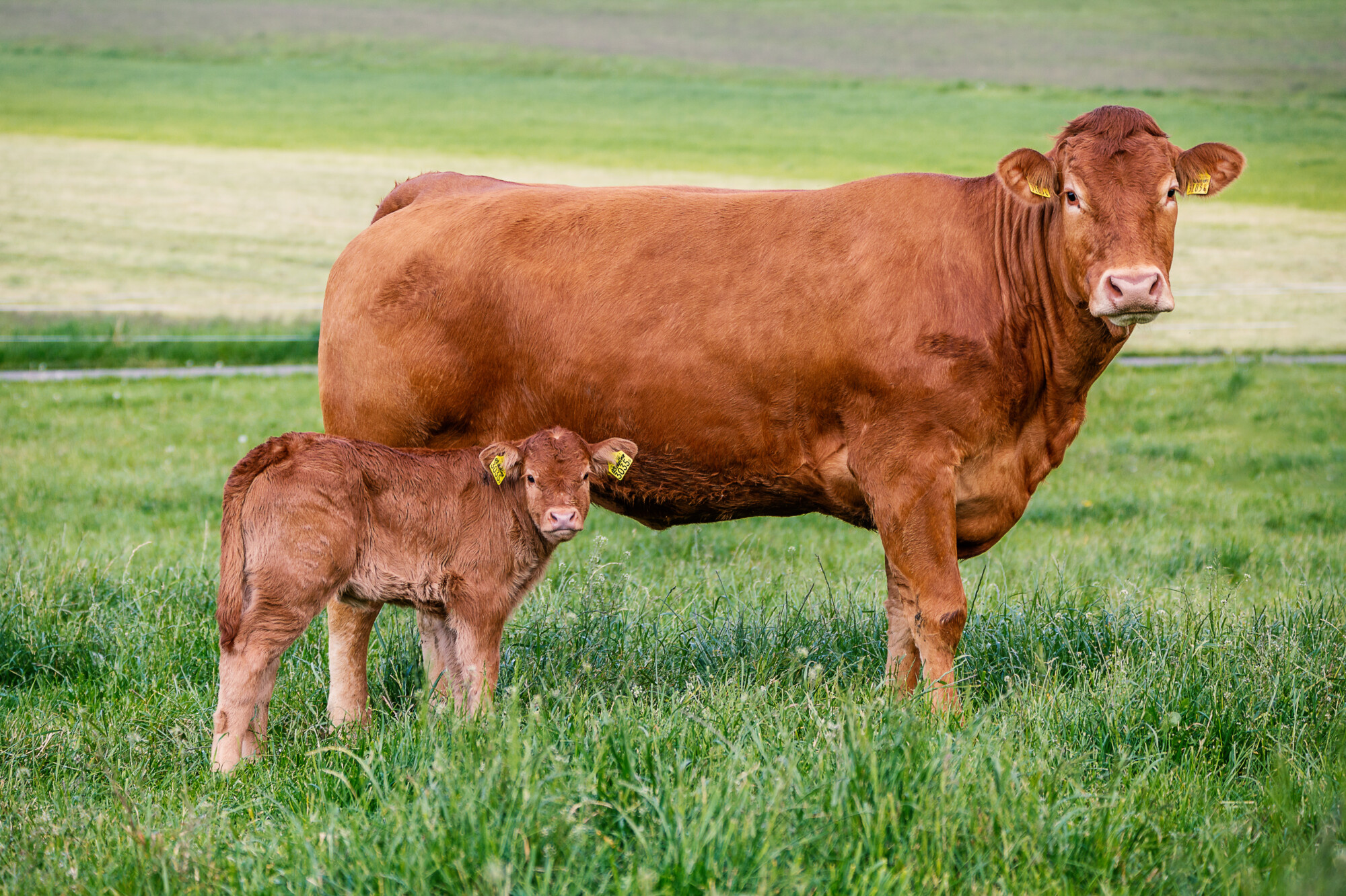 Limousin cattle breedr app