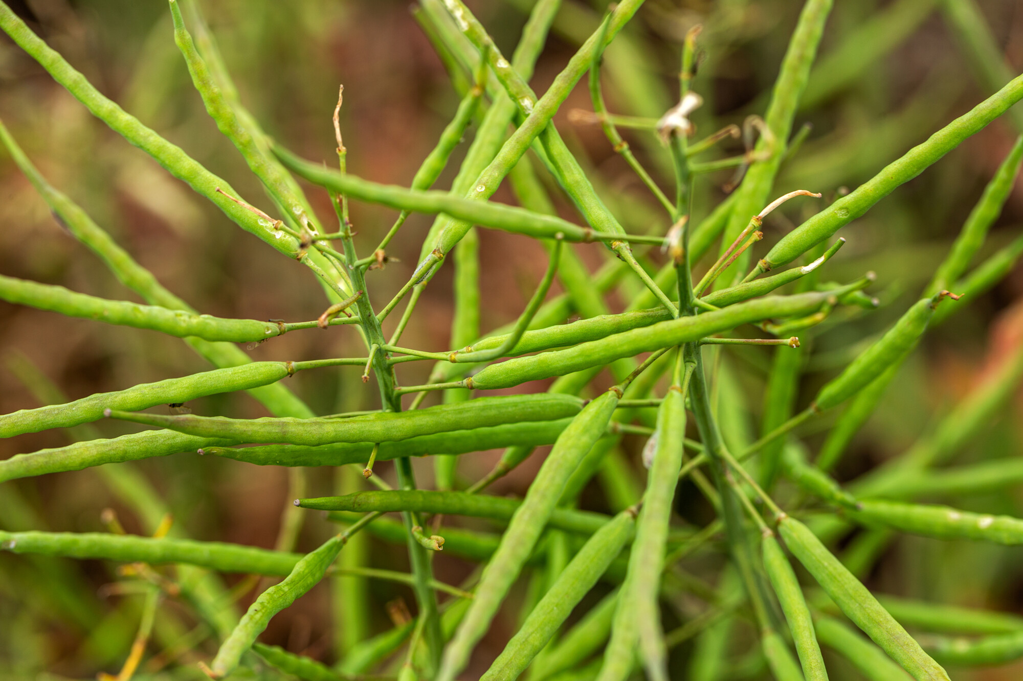 Oilseed rape spring pods 