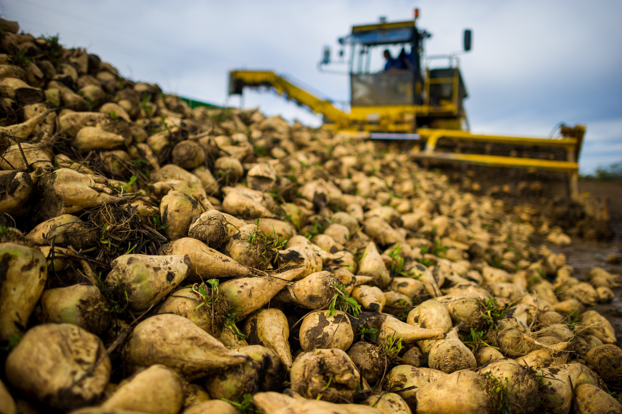 close up of sugar beet with farm vehicle in the background