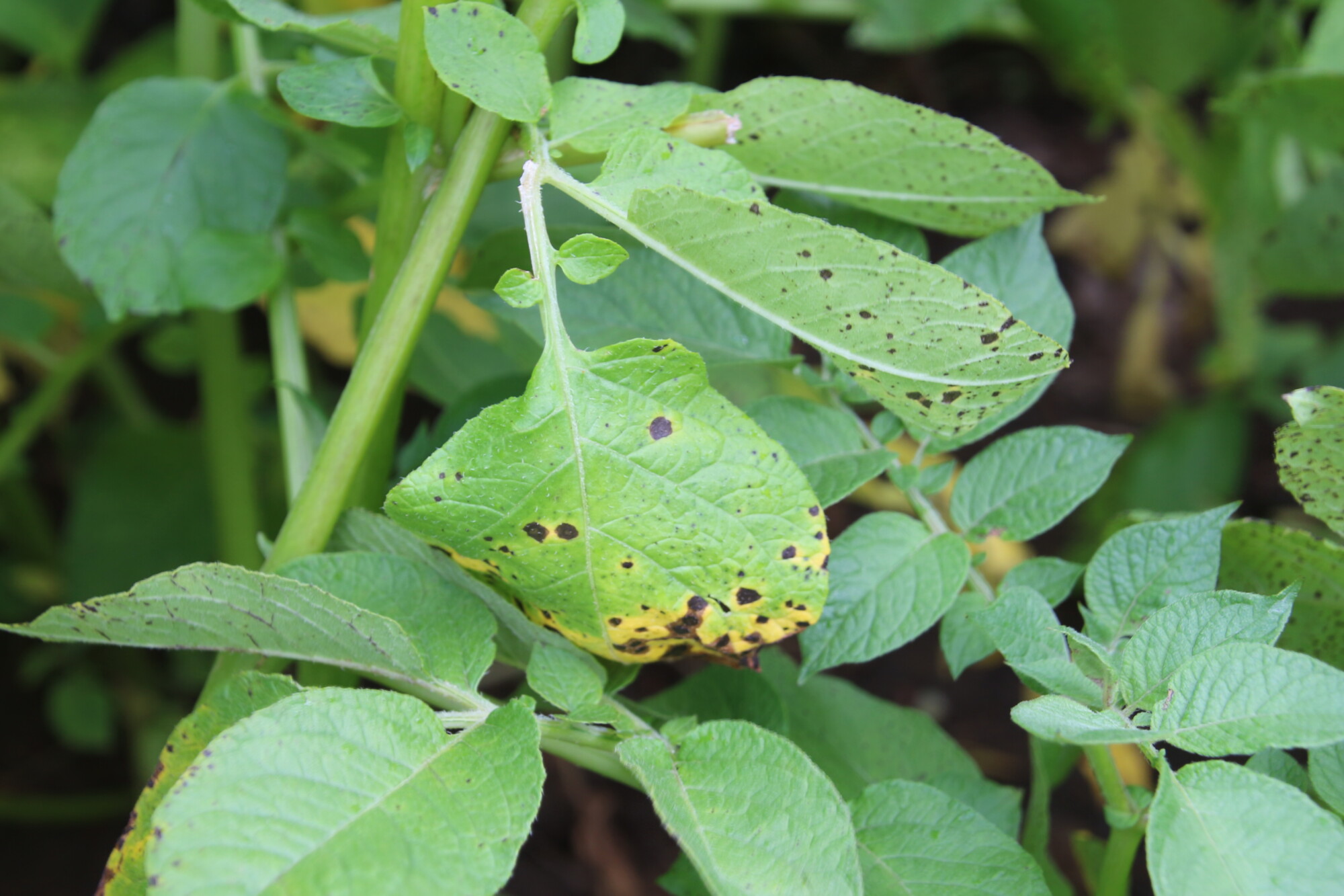 Alternaria now a significant threat 