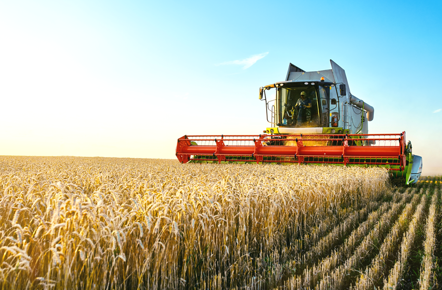 Winter Wheat Harvest 2025