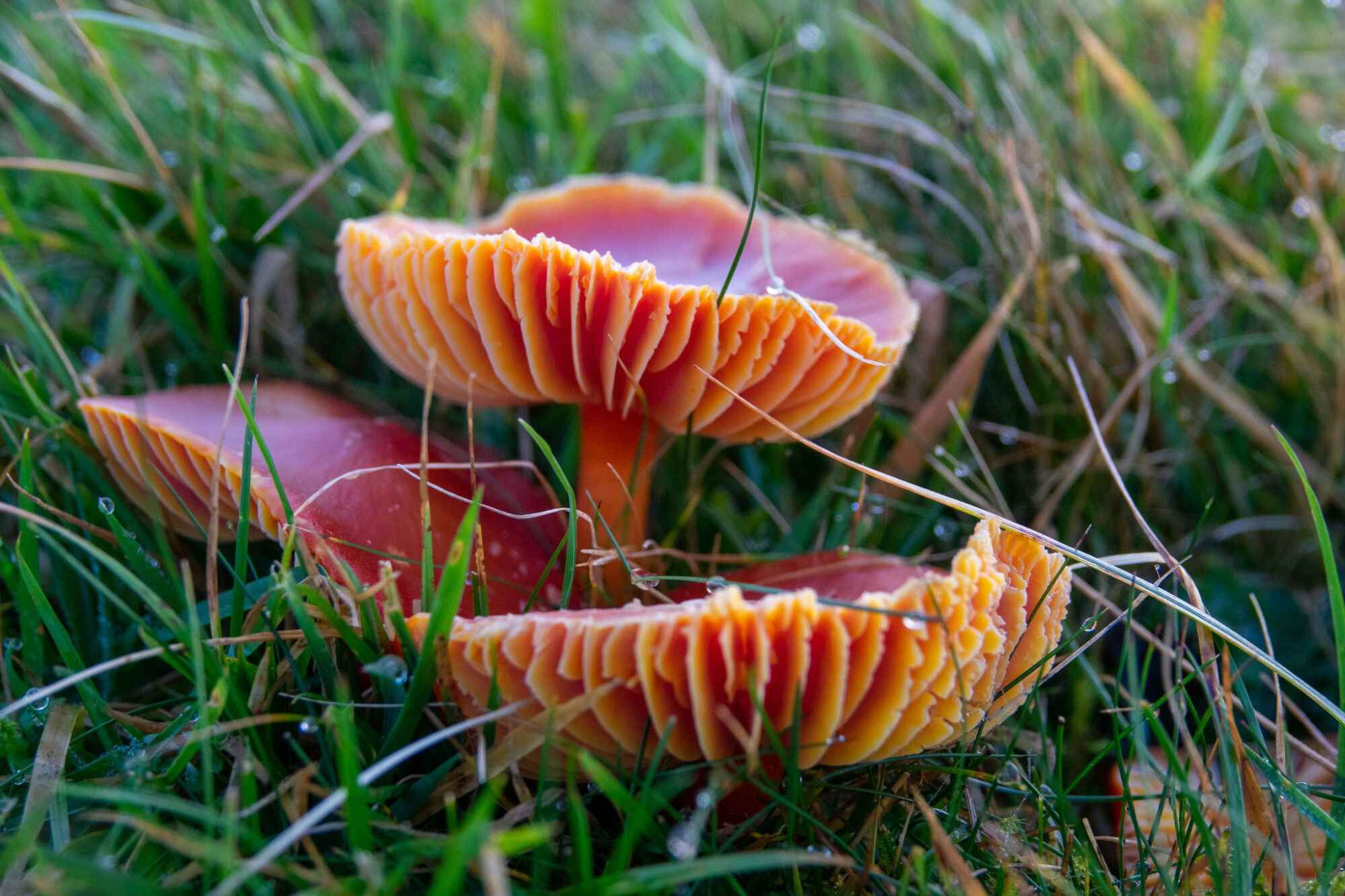 New fungi project to help farmers look after their ancient grasslands