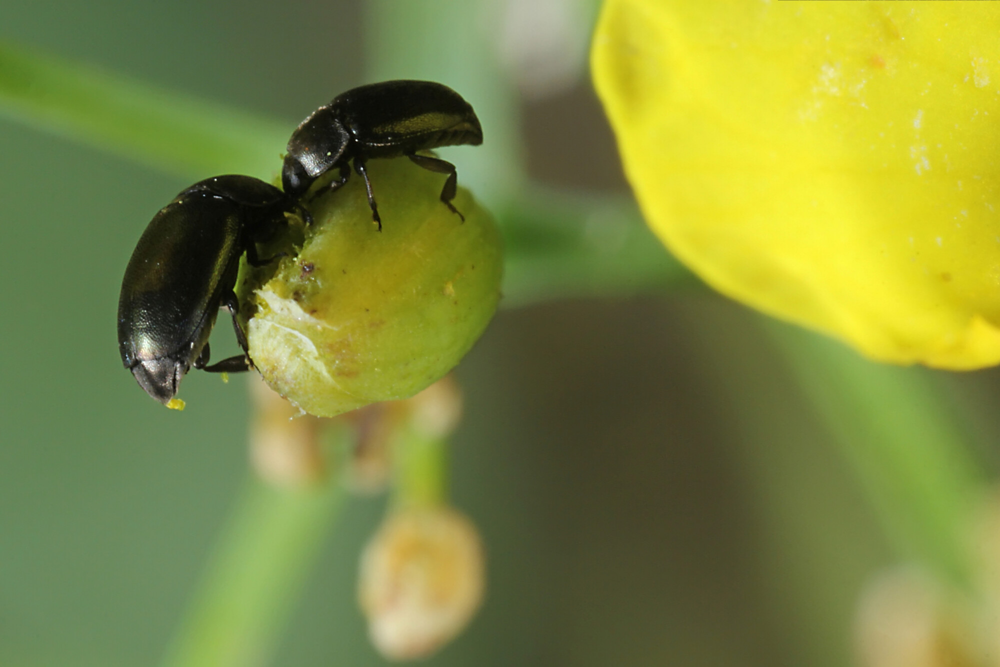 £1.8m in funding to fight Flea beetle 