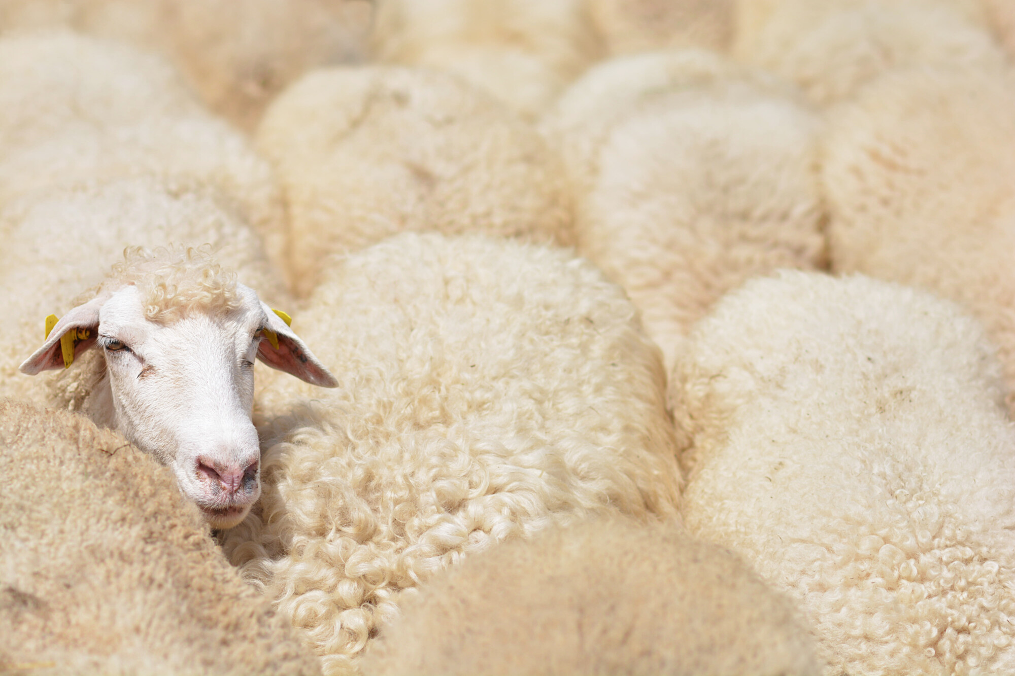 John Lewis turn unused British wool into Mattresses 